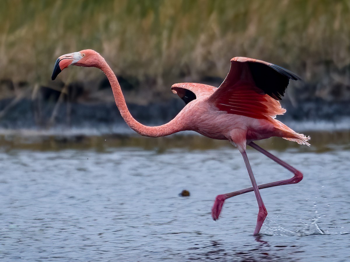 Flamingos wading in shallow water