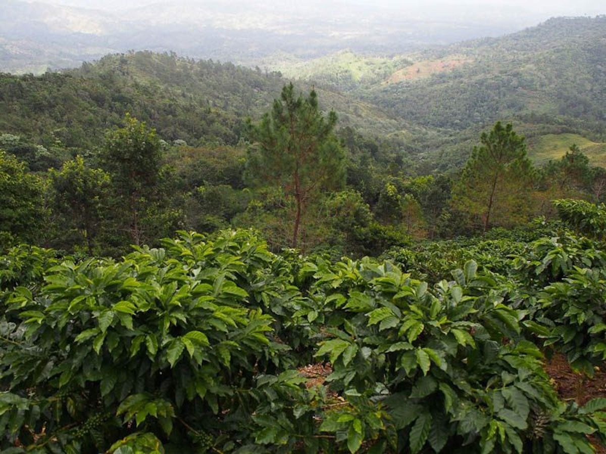 Jarabacoa coffee plantation