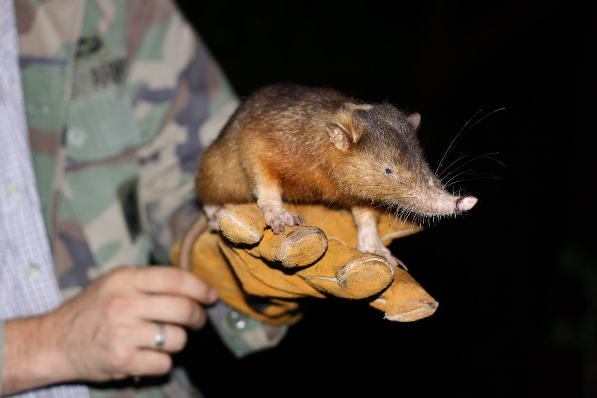 Solenodons foraging on the forest floor