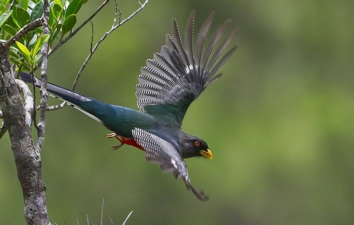 Colorful Hispaniolan Trogon perched on a branch