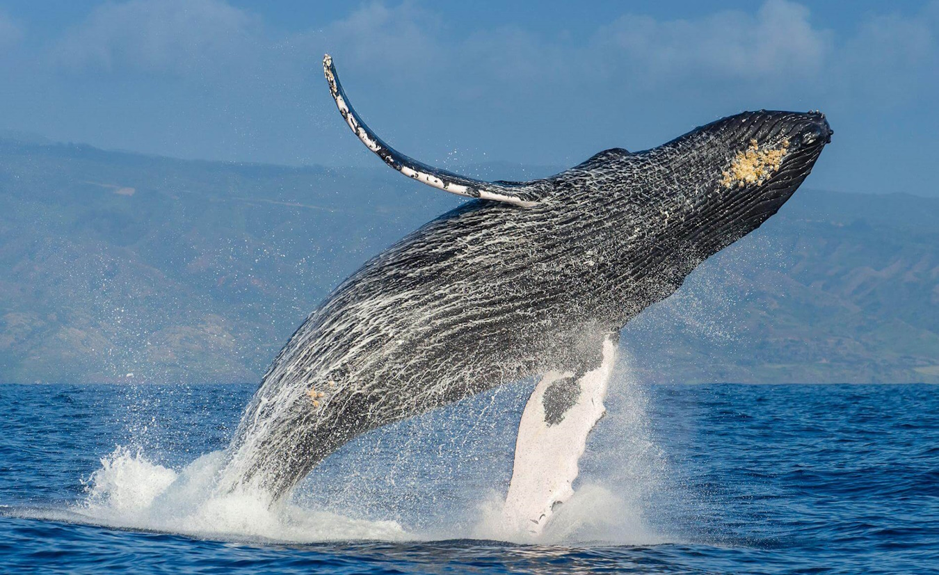 Humpback Whale breaching the ocean surface