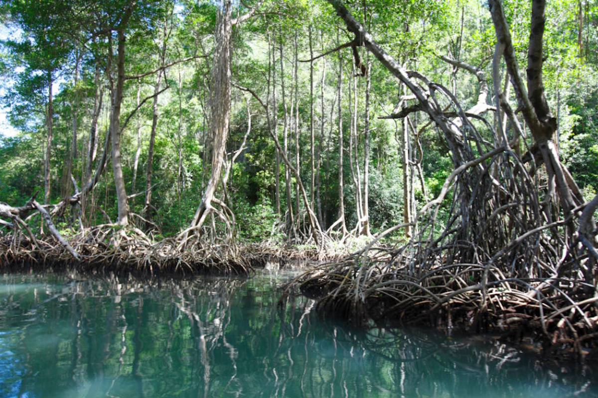 Aerial view of mangrove forest in Los Haitises National Park