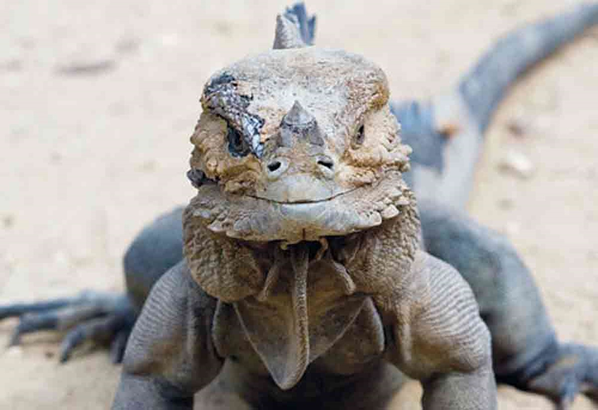 Rhinoceros Iguana basking in the sun