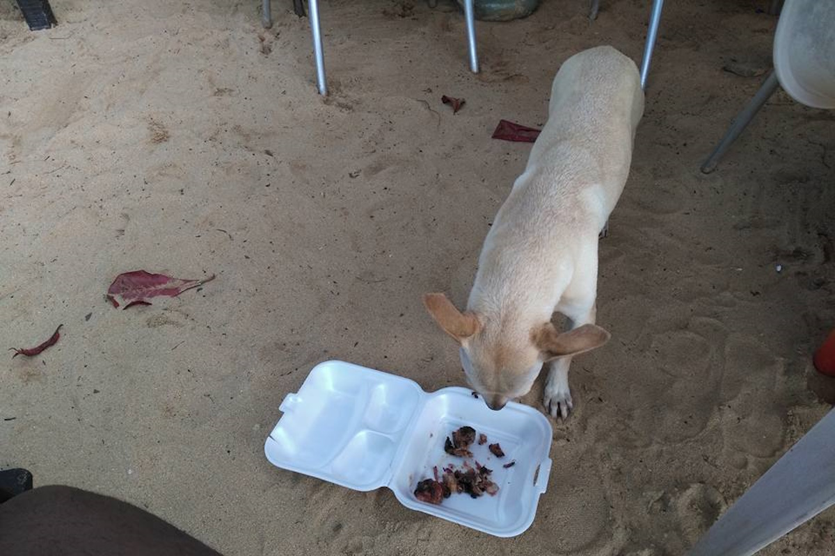 Stray dog on playa Sosua